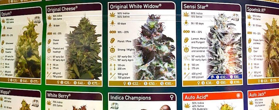 Amsterdam Tips voor het roken van wiet cannabis soorten