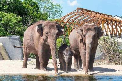 Eintrittskarte für den Artis Zoo