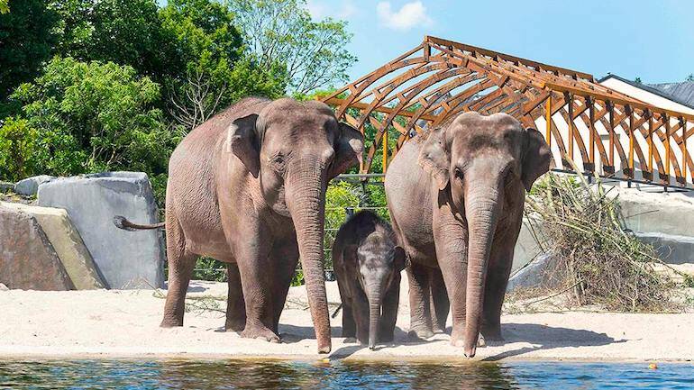 Eintrittskarte für den Artis Zoo