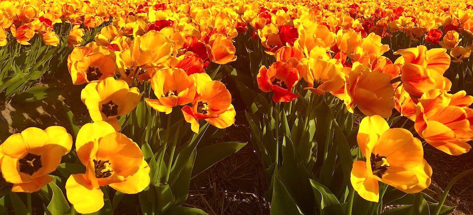 Keukenhof Gardens tickets and tulip displays