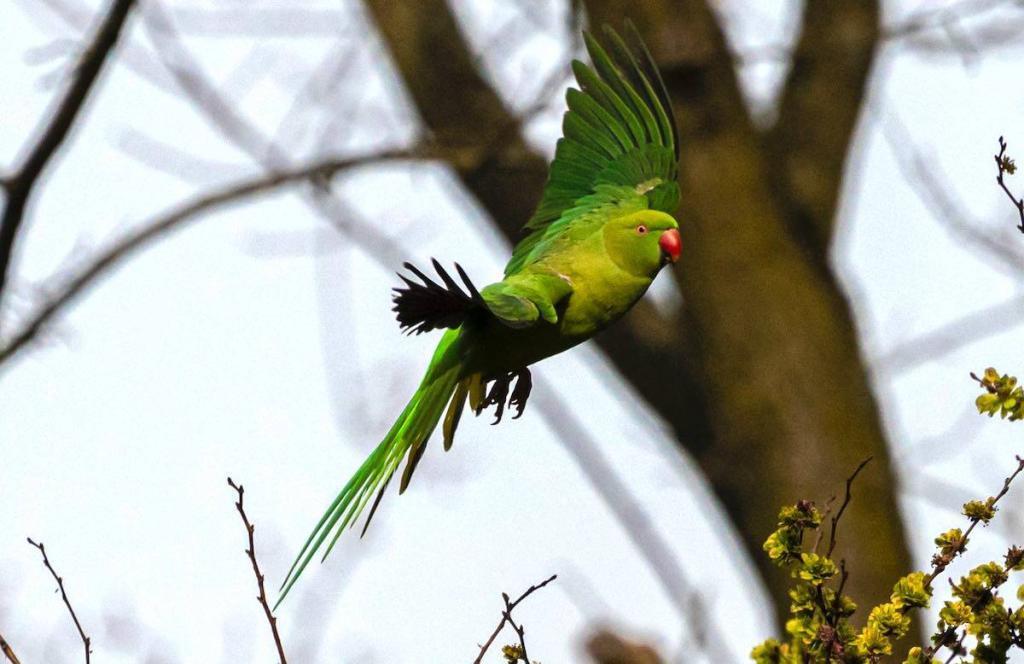 green bird