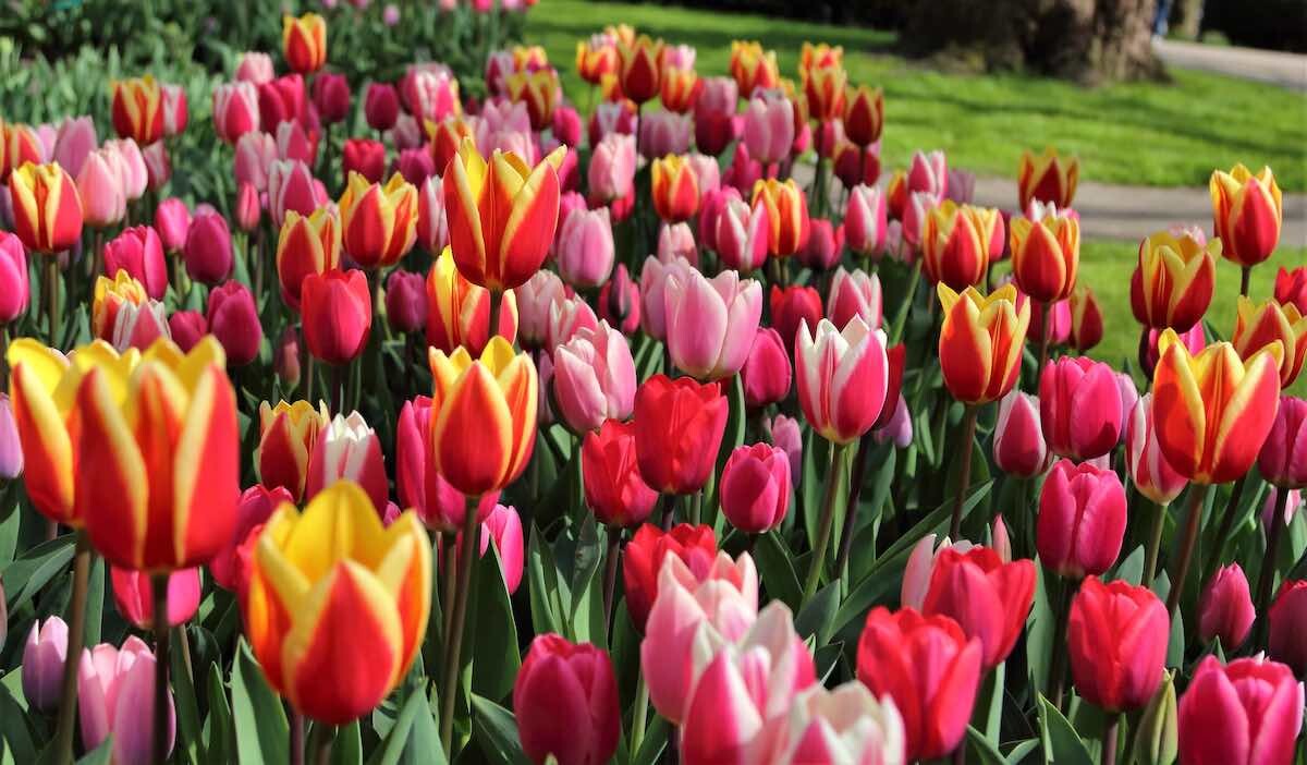 dozens of coloured tulips in the Keukenhof in The Netherlands with a bit of green grass on the background